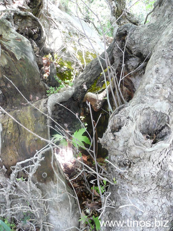 spiliotissa_loutra 239