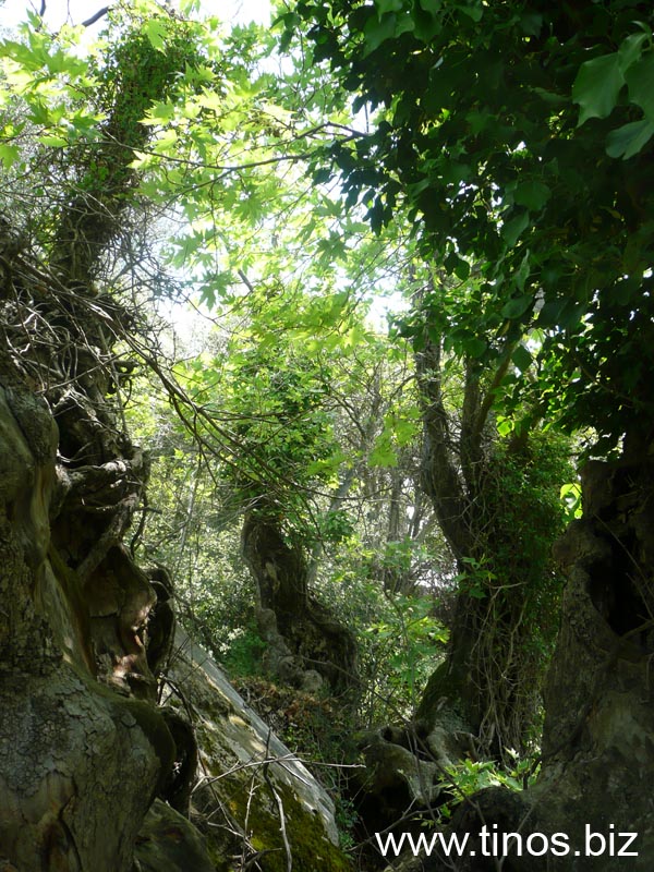 spiliotissa_loutra 242
