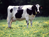 «Αρμέγουν» και επενδύσεις από τις αγελάδες της Τήνου