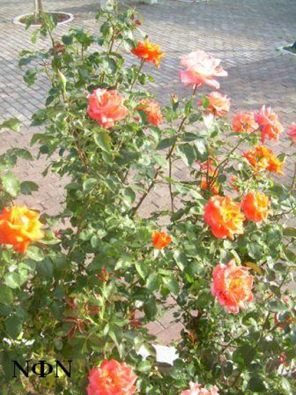 ÐÁÍÅÐÉÓÔÇÌÉÏ 30. 5. 08 18