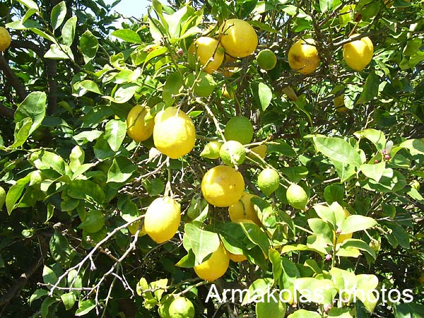 agginara_2006-013
