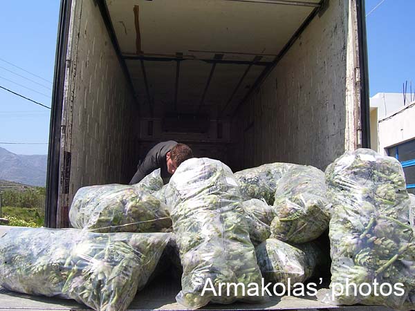 agginara_2006-027