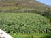 agginara_2006-012