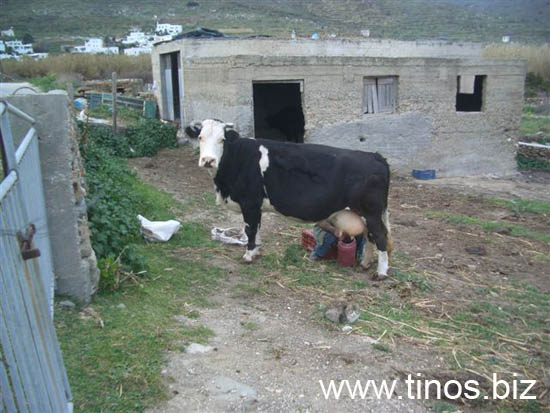 cowherd 083