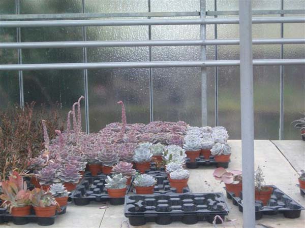 greenhouse 005