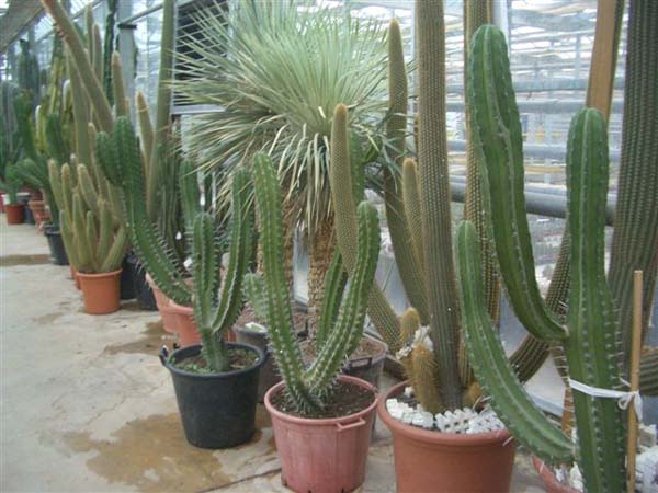 greenhouse 012