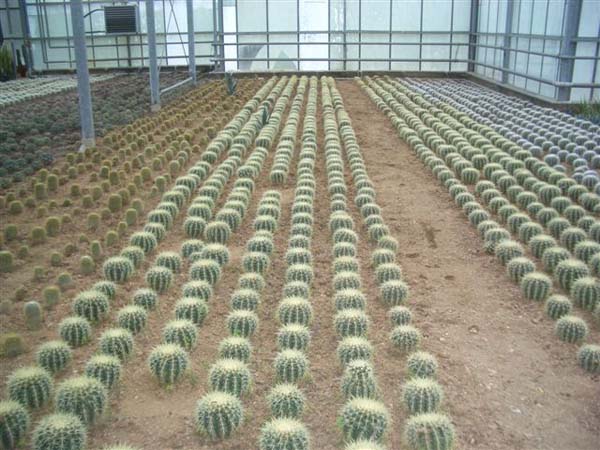greenhouse 029