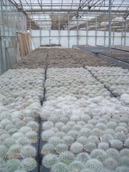 greenhouse 060
