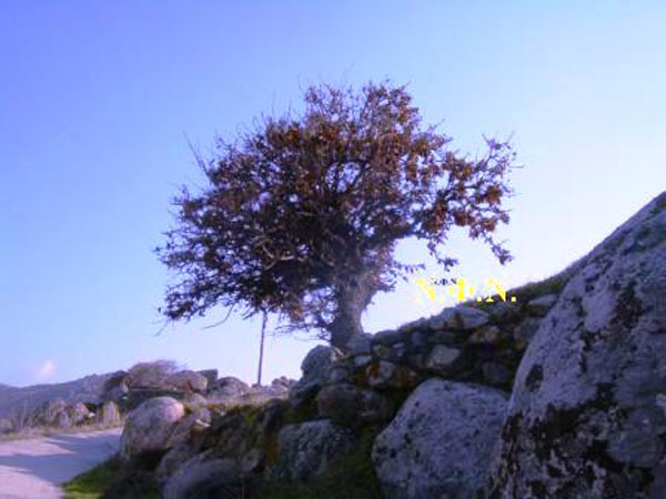 ÂùëÜî - ÊáìðÜíá  24.2.2008 142