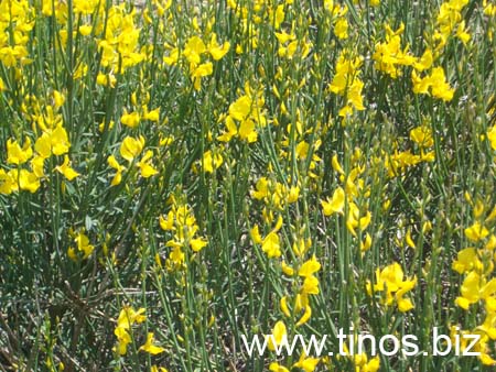 panygiri_lakotianis2007_068