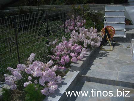 Mirsini_2007_18