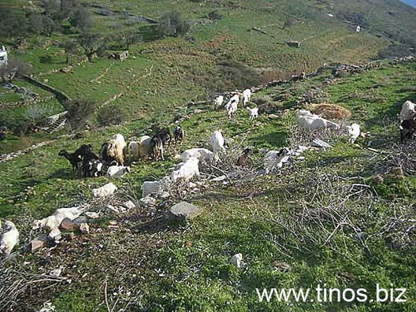 potamia-village-072