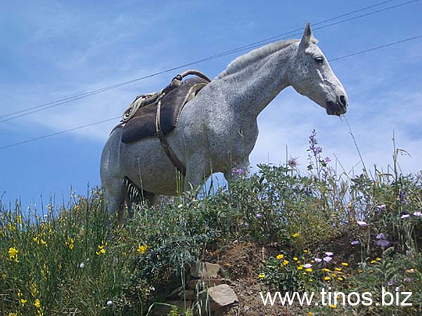 pasha-124