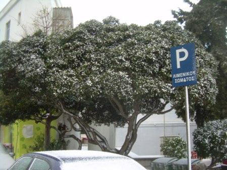 3 ×éüíéá óôçí ÔÞíï17,18.2.08 013